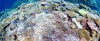 一般社団法人サンゴ保全協会